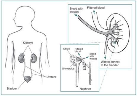 high blood pressure and kidneys